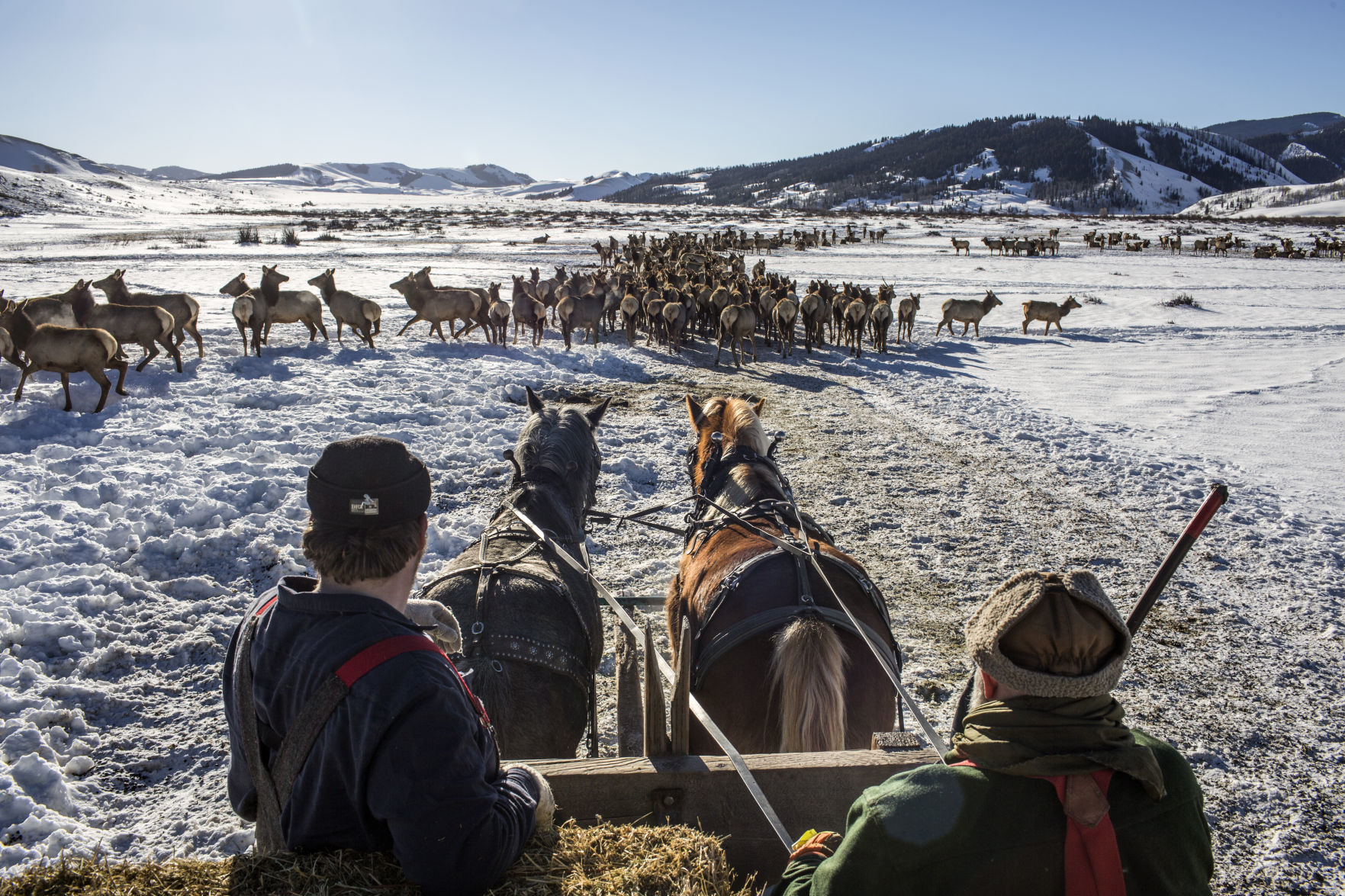 Gros Ventre elk